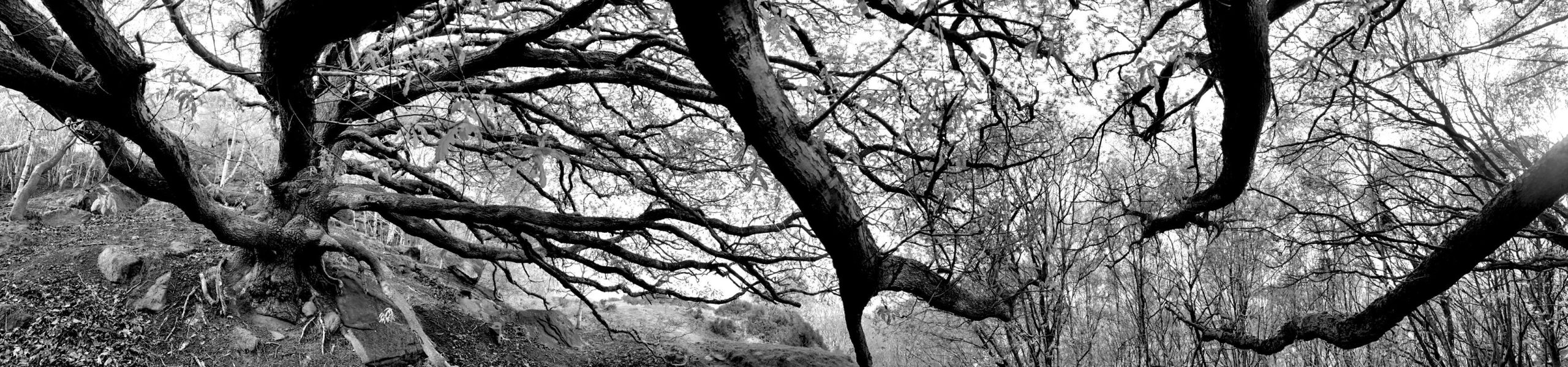 Baildon Bank Twisty Trees