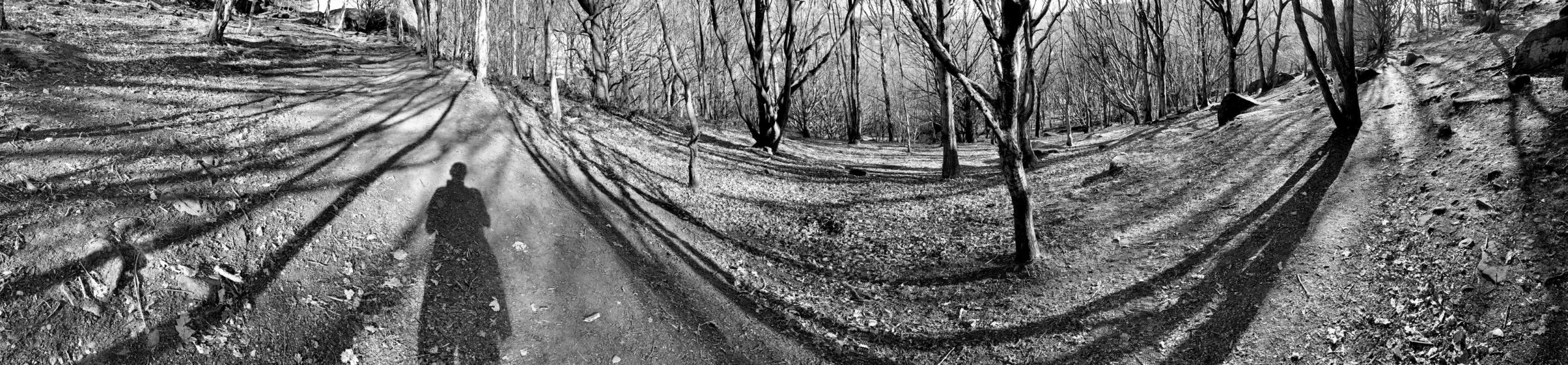 Baildon Bank Wood