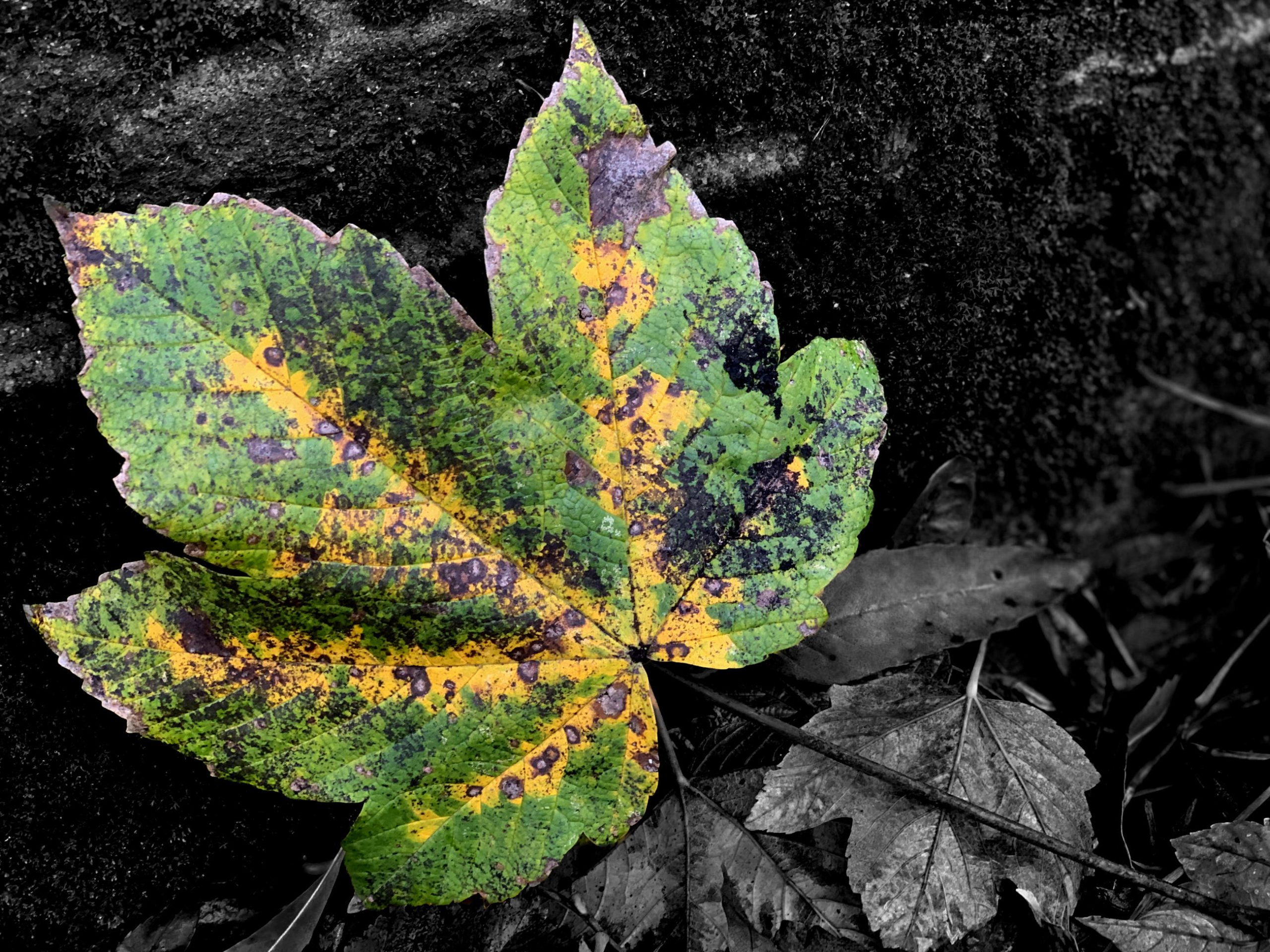 Baildon Bank Autumn Leaves
