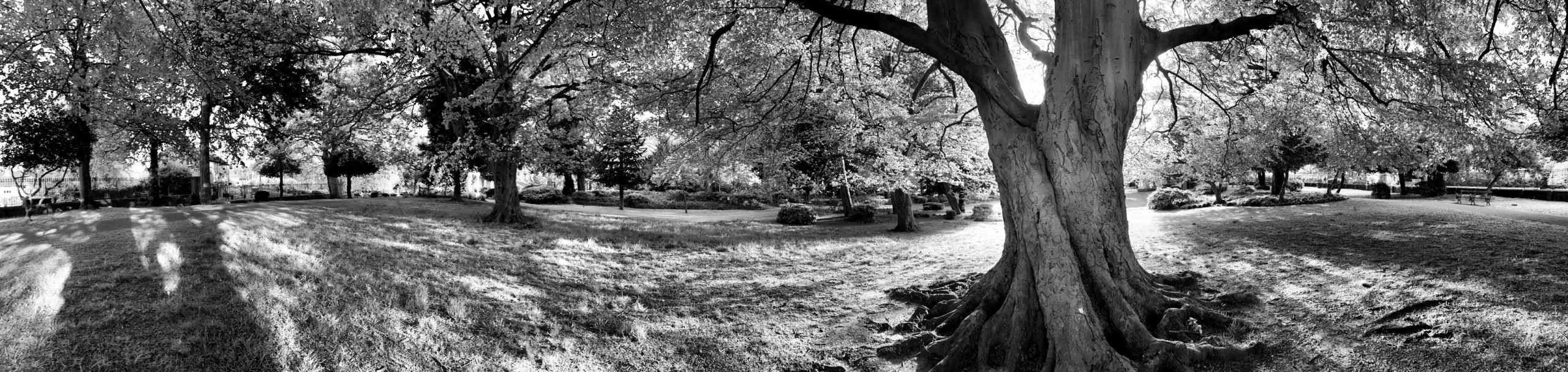 Evening Trees at Roberts Park