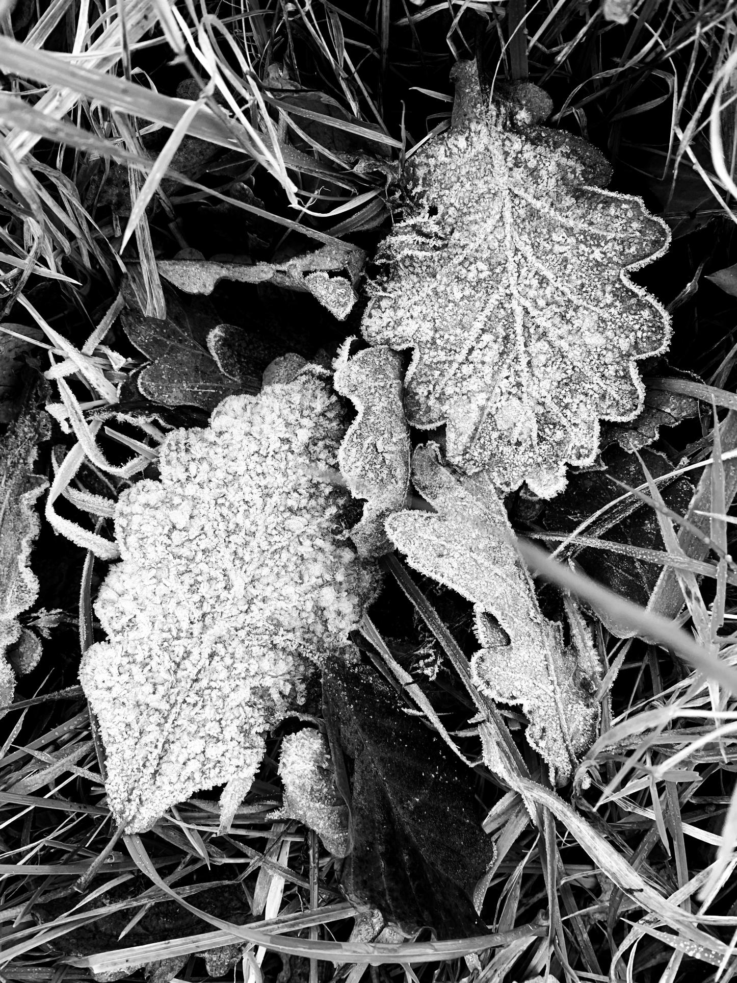 Terry the Tag Tester