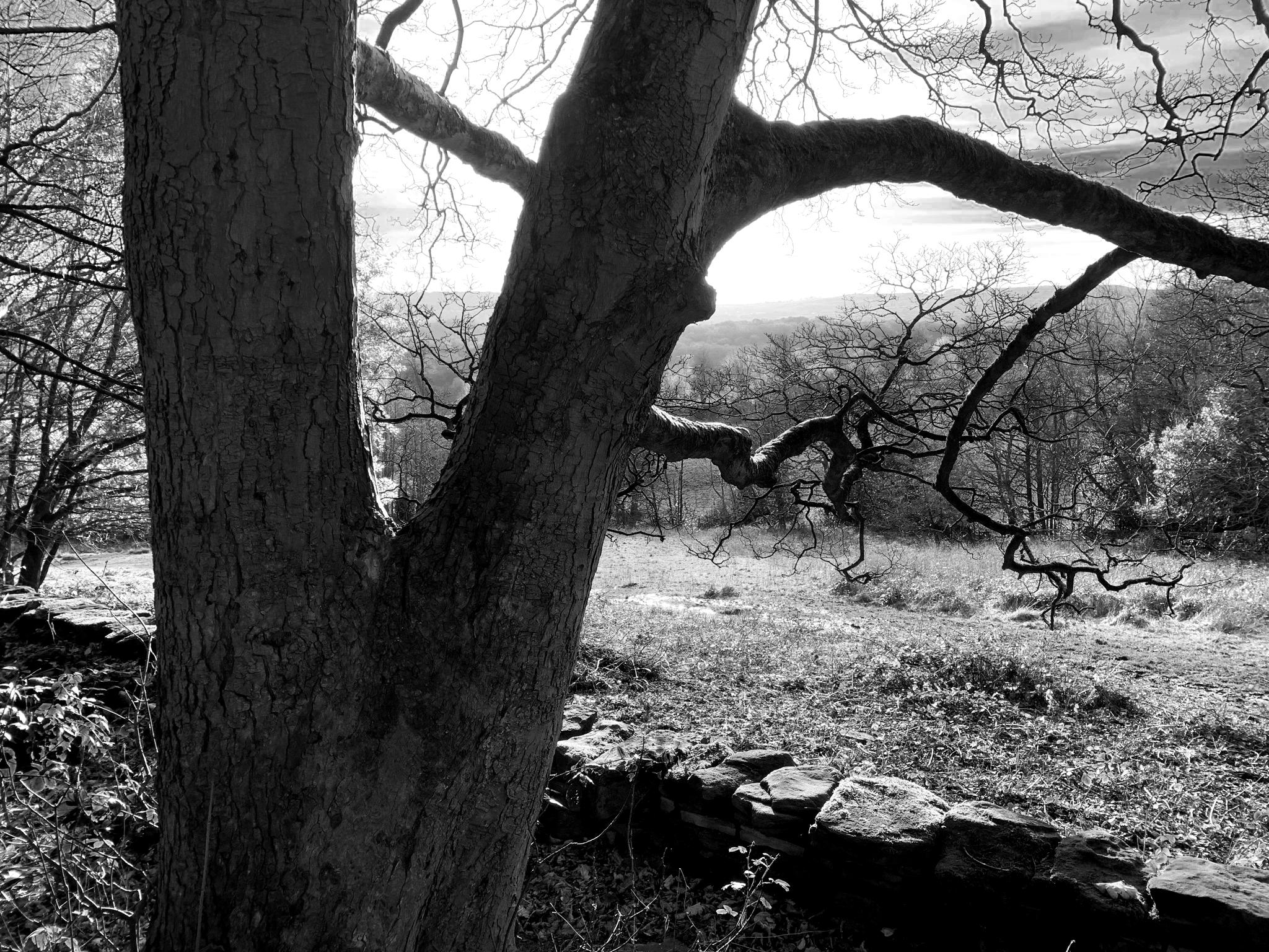 Shipley Glen: Paths, Leaves, Twisty Trees