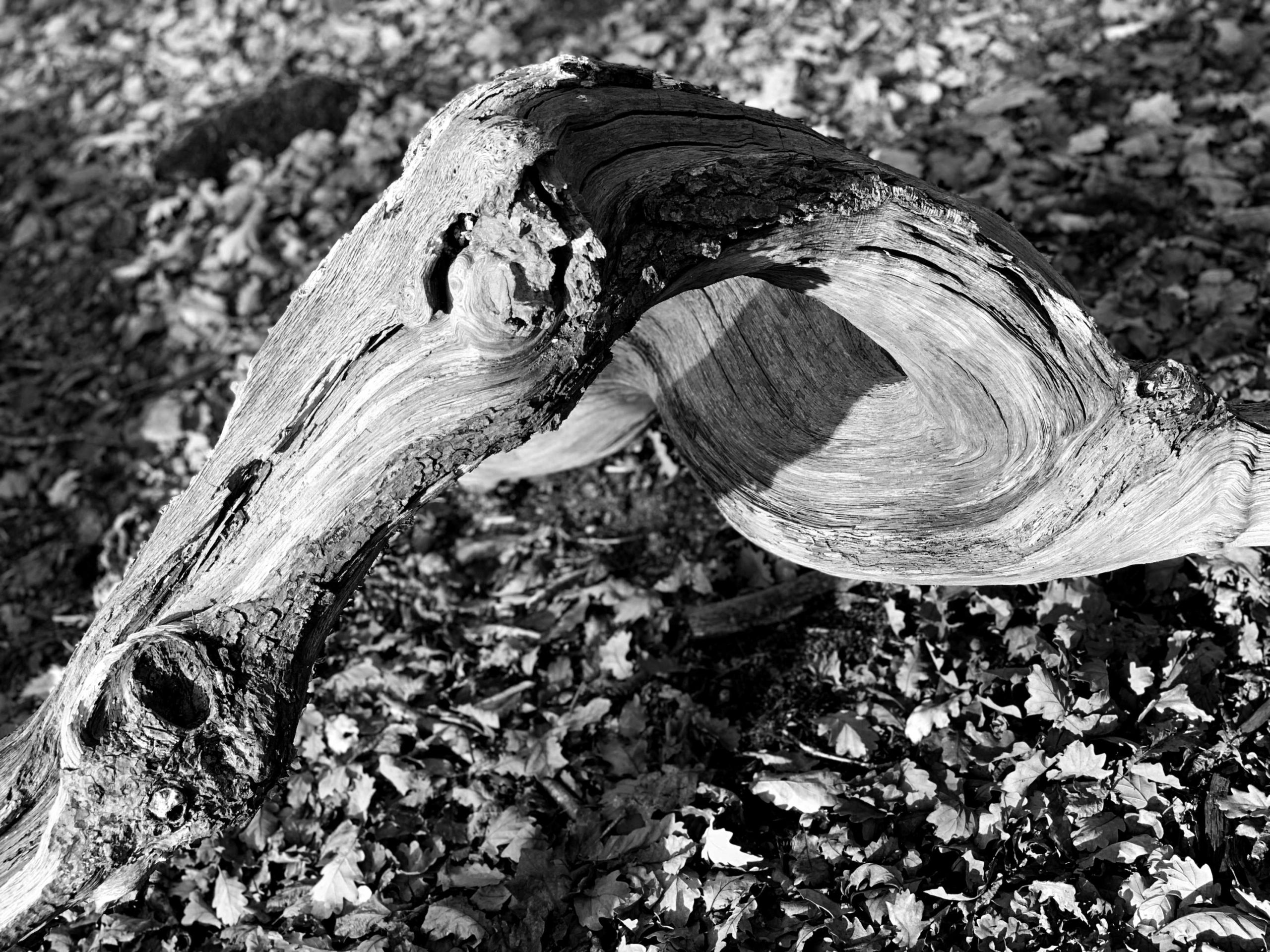 Shipley Glen Twisty Trees