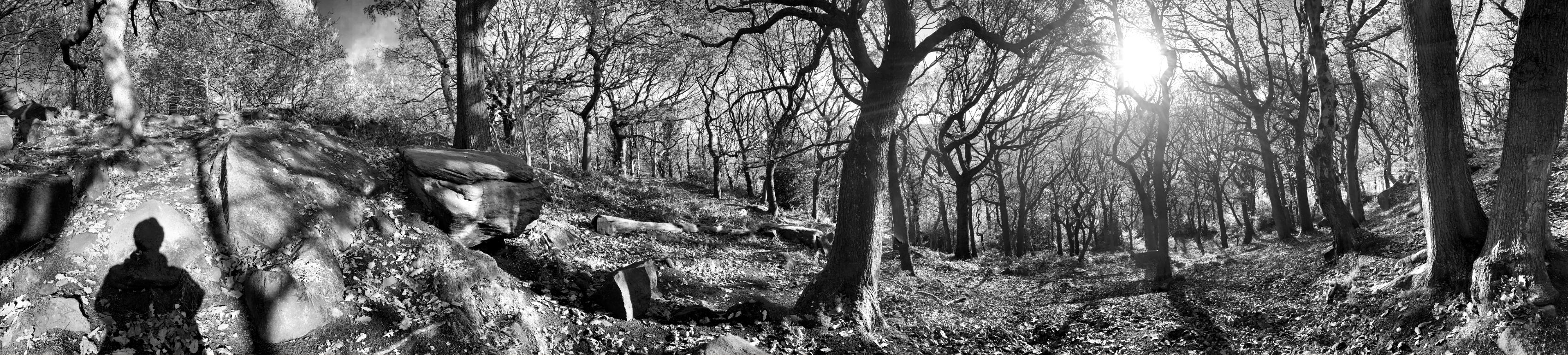 Shipley Glen: Twisty Trees