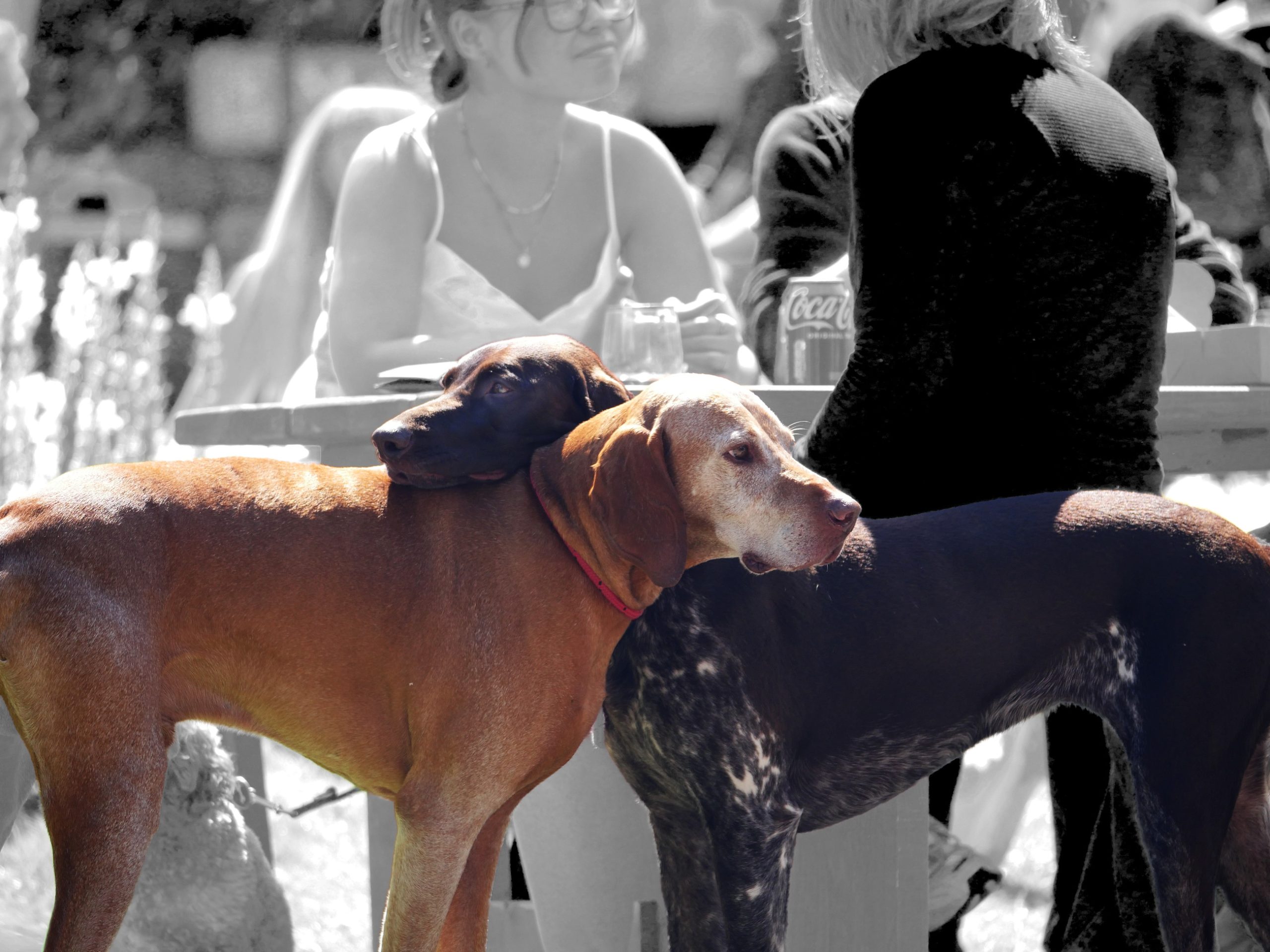 Yorkshire Day Celebration Weekend 2025