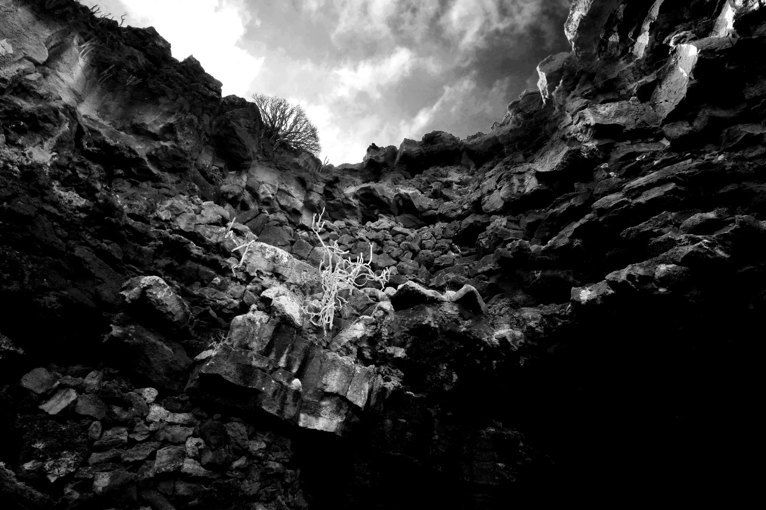 Lanzarote 2024 Trees, Rocks and Landscapes