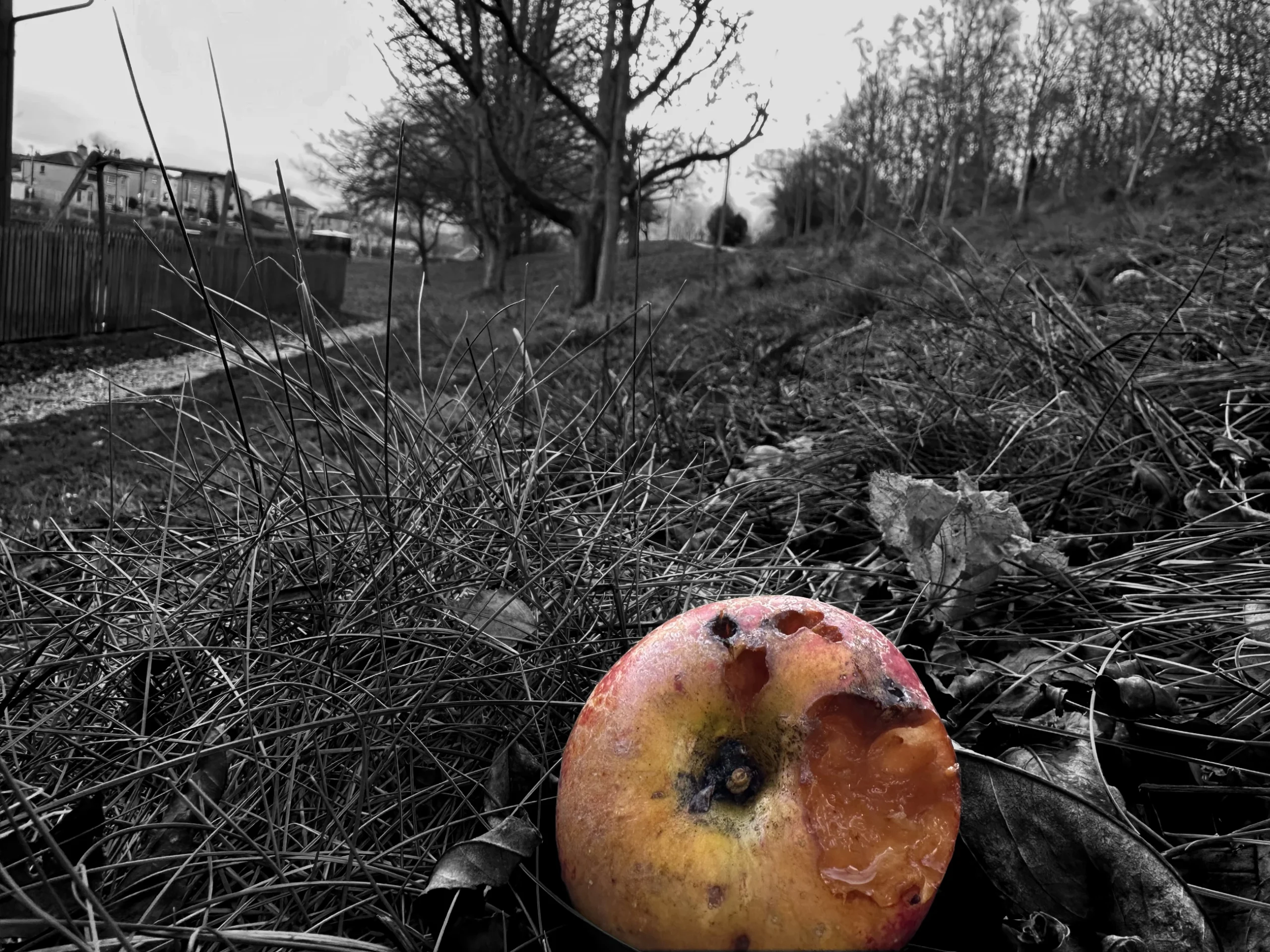 Rotting Winter Apples