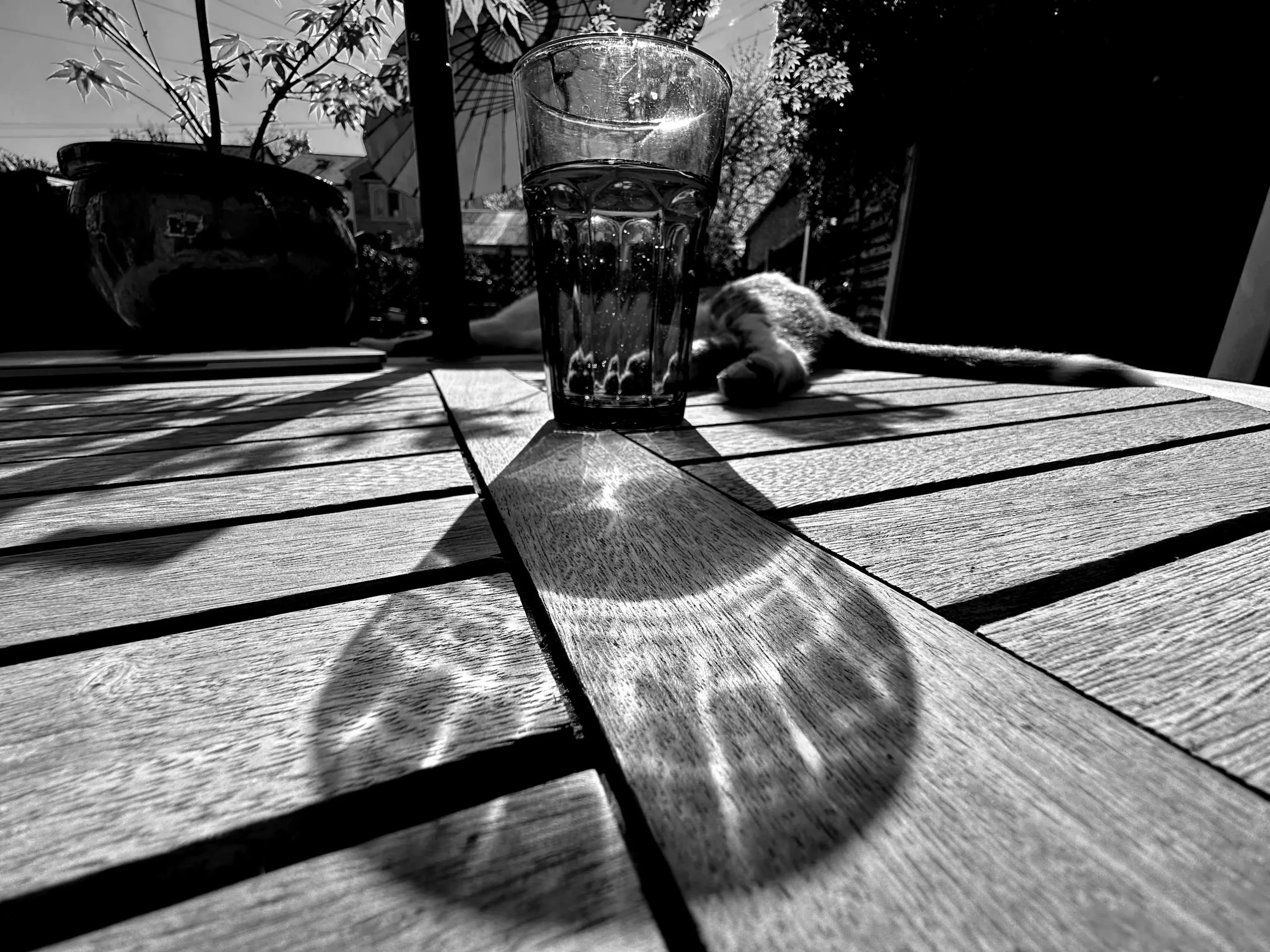Back Garden with Catties
