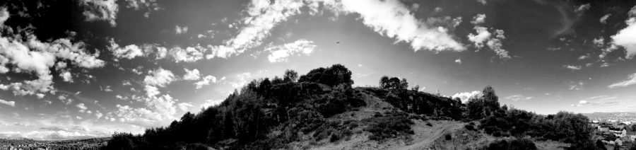 Rook hovering it's domain